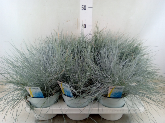<h4>Festuca glauca 'Intens Blue'</h4>