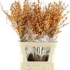 Ilex Ve Gold Verboom