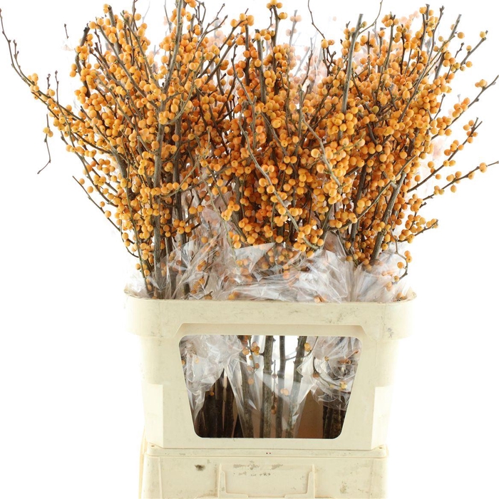<h4>Ilex Ve Gold Verboom</h4>