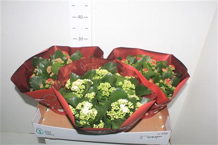 <h4>Kal Ge Gem 2 Kl</h4>