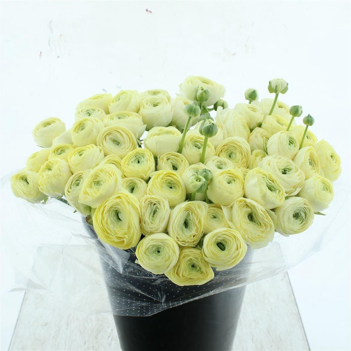 <h4>Ran Su Sr Creme 511 Extra</h4>