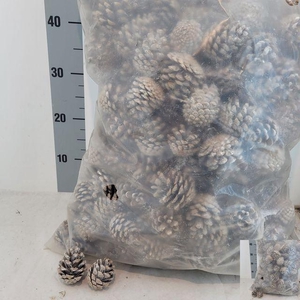 Y ARR DENNENAP. LOS WHITE WASH PER KG