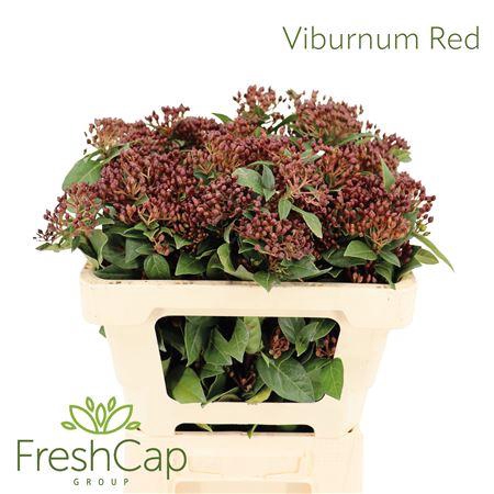 <h4>Viburnum Red</h4>