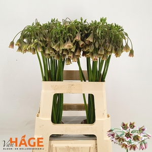 NECT SICULUM BULGAR