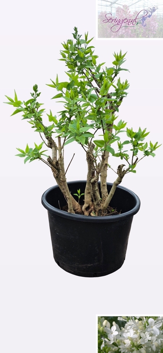 SYRI V MME F STEPMAN