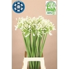 Agapanthus Meoni