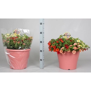 CALIB MINIF GEM POT