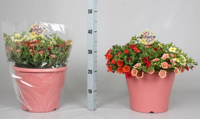 <h4>CALIB MINIF GEM POT</h4>