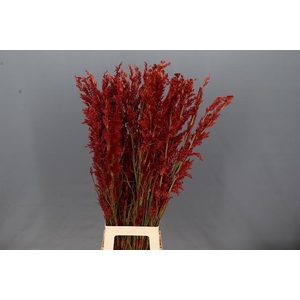 BELL REED
