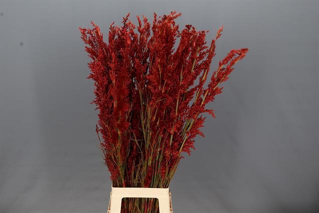 BELL REED