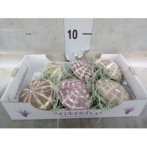 Tillandsia usneoides