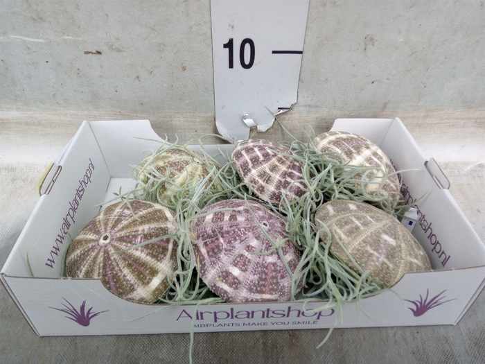 <h4>Tillandsia usneoides</h4>