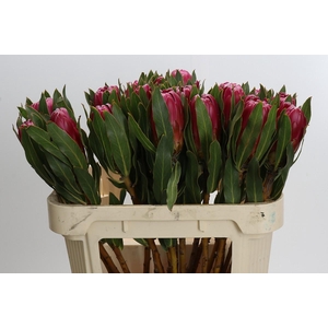 Protea Brenda
