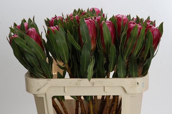 <h4>Protea Brenda</h4>