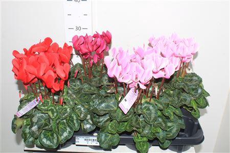 <h4>Cycl Md Sup Macro</h4>