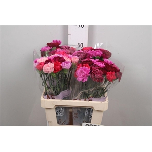 Di St Gem In Bos (red Fire)