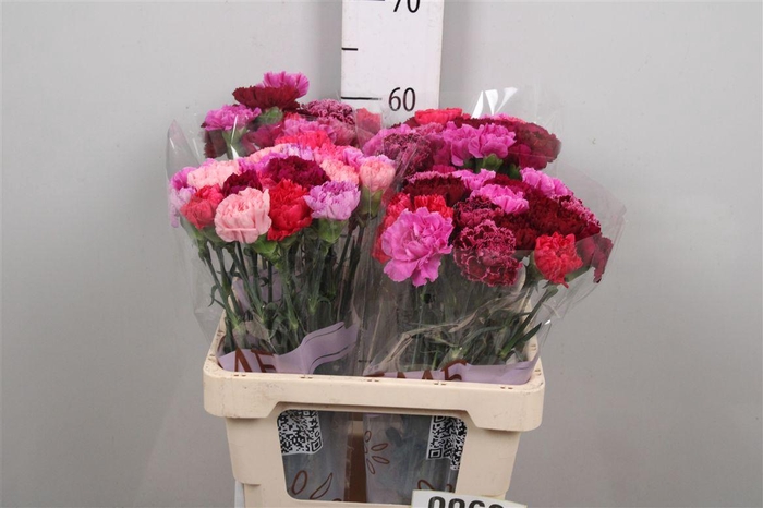 <h4>Di St Gem In Bos (red Fire)</h4>