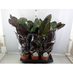 Calathea sanderiana