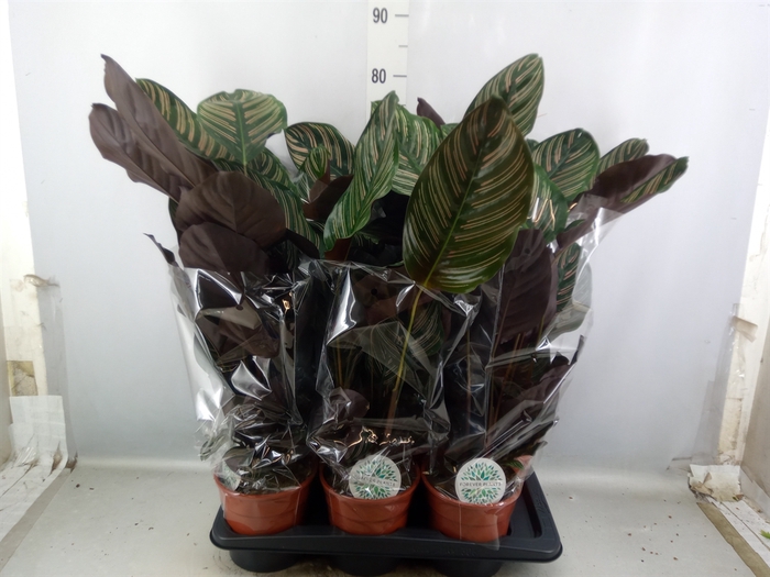 Calathea sanderiana