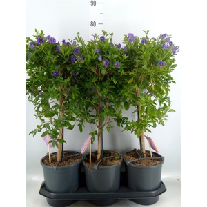 Lycianthes ran. 'Blue Fountain'