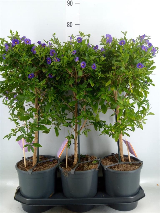 <h4>Lycianthes ran. 'Blue Fountain'</h4>