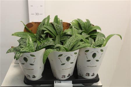 <h4>Drimiopsis Maculata</h4>