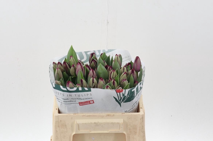 <h4>Tu En Red Saigon</h4>