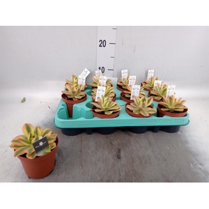Aeonium   ...