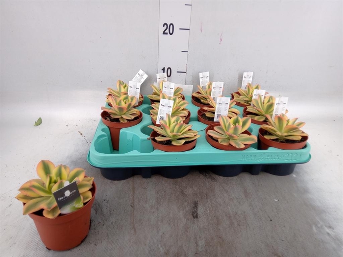 <h4>Aeonium   ...</h4>
