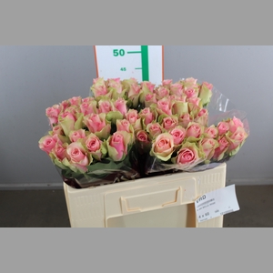 R GR BELLE ROSE