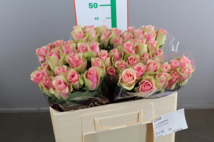 R GR BELLE ROSE