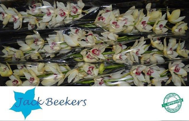 <h4>CYMB T IVORY</h4>