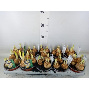 Narcissus LC 'Ice Follies'