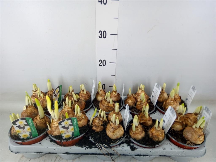 <h4>Narcissus LC 'Ice Follies'</h4>