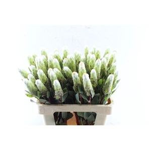 Protea Mundi White C
