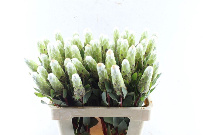<h4>Protea Mundi White C</h4>