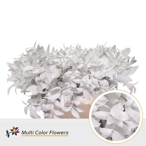 Ruscus   ...colored H%