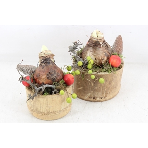 arr4 Amaryllis MB - Bamboe pot 338/8