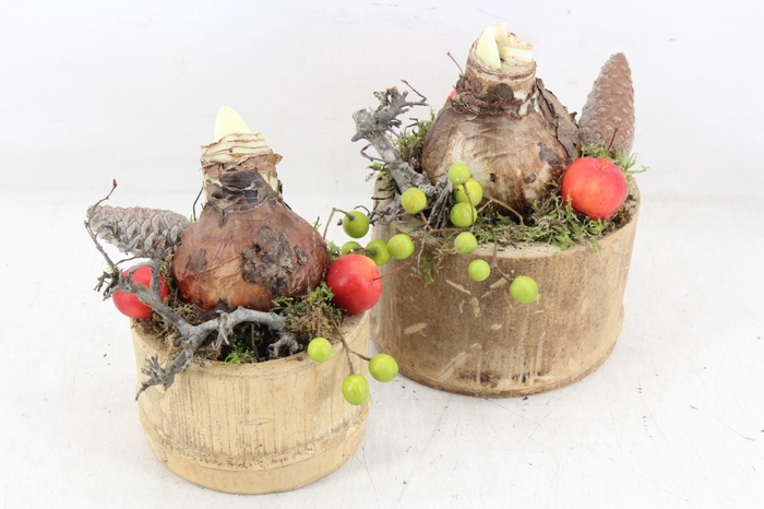 <h4>arr4 Amaryllis MB - Bamboe pot 338/8</h4>