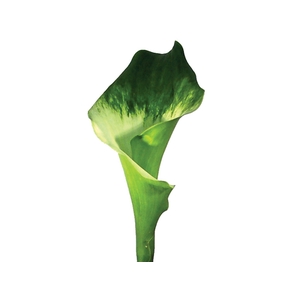 CALLA 050 CM VERDE