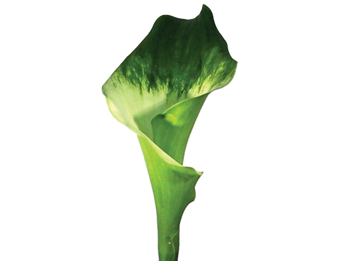 CALLA 050 CM VERDE