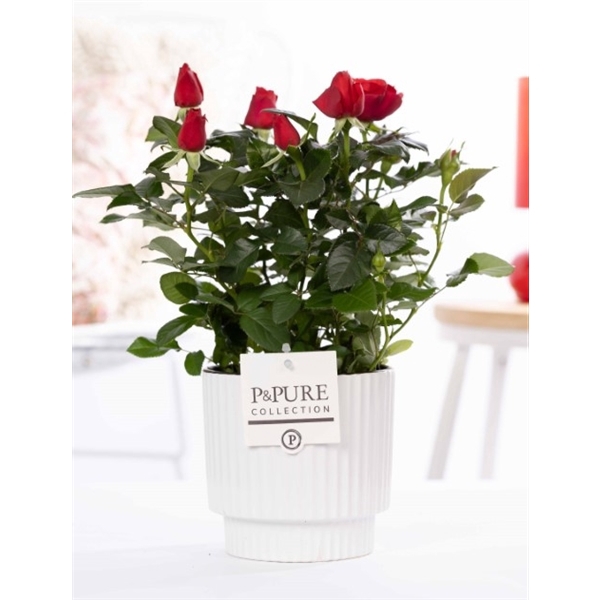 <h4>Rosa red in P&PURE Ivy ceramics shiny white</h4>