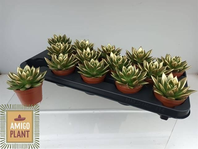 <h4>ECHEV MIRANDA</h4>