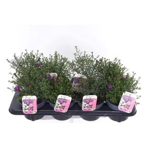 Aster Novi-belgii Magic mixtray