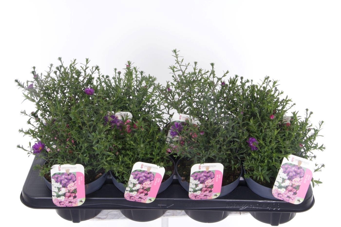 <h4>Aster Novi-belgii Magic mixtray</h4>