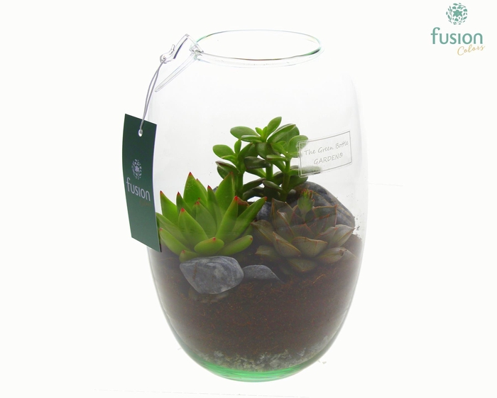 <h4>Green Bottle Isabella Small met Succulenten</h4>