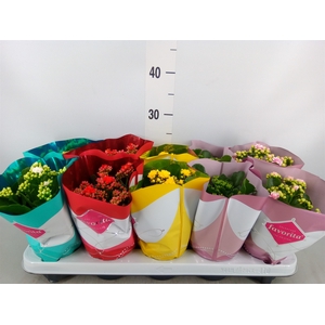 Kalanchoe blos. 'Perfecta'  ..mix 5