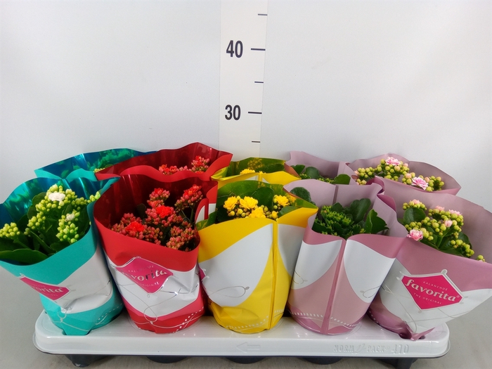<h4>Kalanchoe blos. 'Perfecta'  ..mix 5</h4>