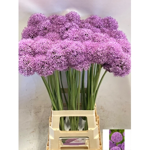 ALLIUM GLADIATOR