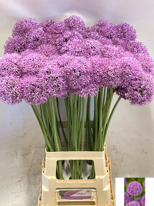 <h4>ALLIUM GLADIATOR</h4>